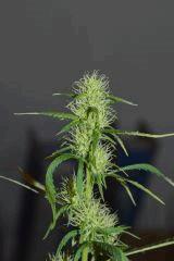 blubonic 3b