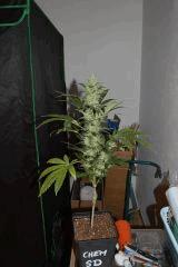 chemdog sd 2