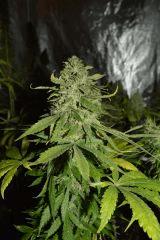 chemdog F+65