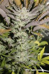 PPP2, F 62 (6)