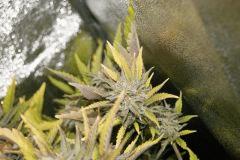 PPP2, F 62 (11)