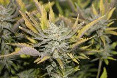 PPP2, F 62 (4)