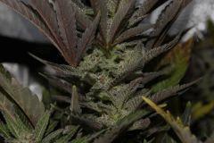 PPP2, F 62 (9)