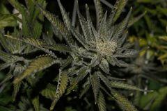 PPP2, F 62 (8)