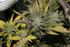 PPP2, F 62 (7)