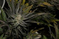 PPP2, F 62 (3)