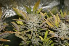 PPP2, F 62 (5)