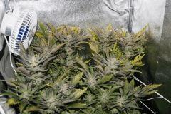 PPP2, F 62 (2)