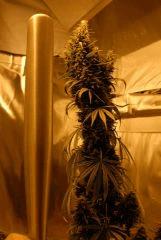 Acapulco Gold