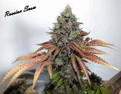 DSCF8010
