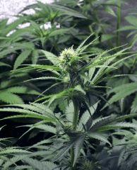 Bud Russian Snow