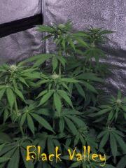 Black Valley Ripper Seeds
