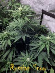 Russian Snow Vision Seeds