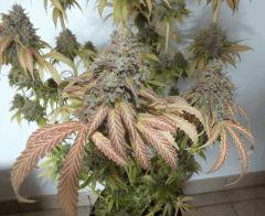 DSCF8028