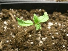 1 Big Bud bizare