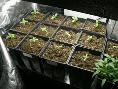 Box cro 250w CFL