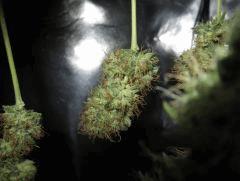 Pineapple Chunk
