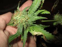 Pineapple Chunk