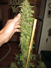 Pineapple Chunk