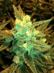 2013 02 20-FS-special skunk