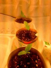 IMG 20140302 210136