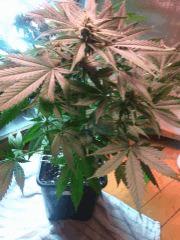 IMG 20140421 231408