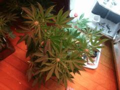 IMG 20140412 040423