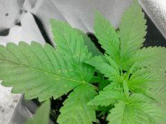 IMG 20140313 071151