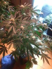 IMG 20140419 205248