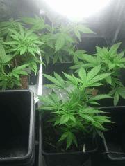 IMG 20140504 030049