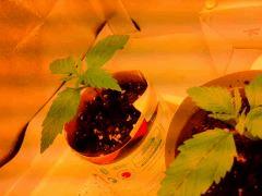 IMG 20140306 013606
