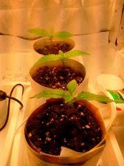 IMG 20140304 215353