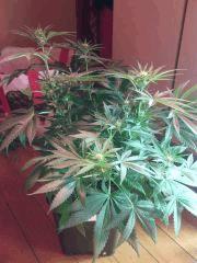 IMG 20140412 035747
