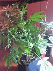 IMG 20140414 054046