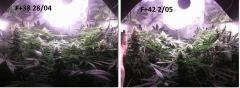 Comparaison ensemble F 38 F 42