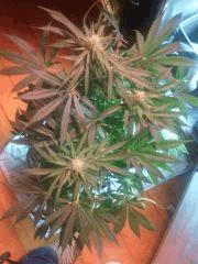 IMG 20140421 231035