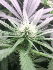 IMG 20140416 054909
