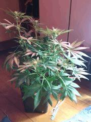IMG 20140414 051735