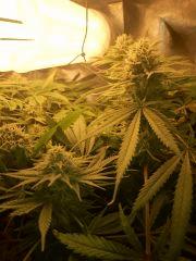 DSC_0490 (Copier).JPG