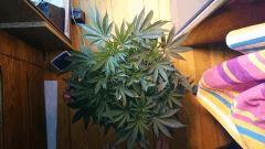 DSC 0251 (Copier)