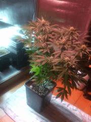 IMG 20140421 231210