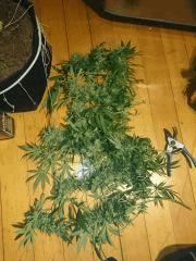 DSC_0568 (Copier).JPG