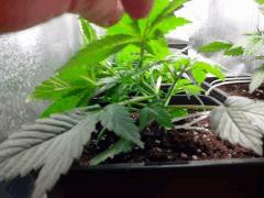 IMG 20140319 063120