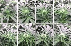 Flower frise jpeg