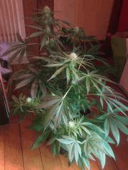 IMG 20140419 202628