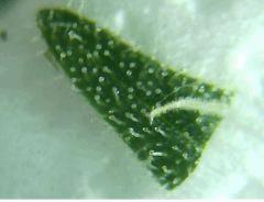 tritri2