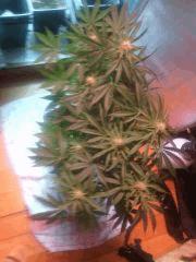 IMG 20140421 231200