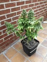 Arjan's Straberry Haze photo 2