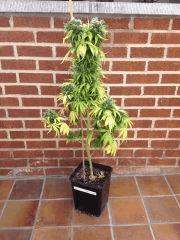 Arjan's Haze #1