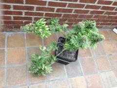 Arjan's Straberry Haze photo 1